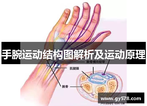 手腕运动结构图解析及运动原理